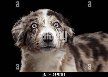 Funny Portrait of Border Collie Puppy Staunen Blick auf die Kamera Auf isoliertem schwarzen Hintergrund Stockfoto