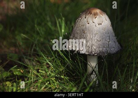 Pilz - Pilz unter uns Stockfoto