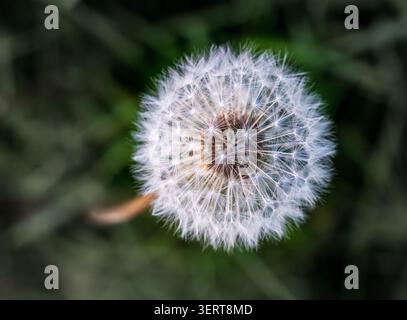 Intime Nahaufnahme eines zarten Löwenzahn-Samenkopfes, der sein kompliziertes Muster aus flauschigen weißen Samen auf Grün zeigt. Stockfoto