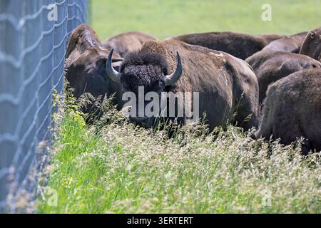 Die Herde amerikanischer Bisons (Bison Bison) weidet im Neal Smith National Wildlife Refuge in der Nähe von Prairie City, Iowa Stockfoto
