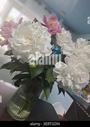 Ein wunderschöner Strauß aus großen, üppigen weißen und zarten rosa Pfingstrosenblüten mit grünen Blättern ist in einer klaren Glasvase angeordnet, die einen Hauch von innen aufhellt Stockfoto