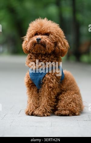 Nahaufnahme eines niedlichen Haushundes, Tierarzt- und Haustierpflegekonzept. Schöner roter Spielzeugpudel Hund in einer blauen Weste, der draußen sitzt. Stockfoto