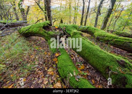 Blick auf umgefallene Baumstämme, die mit leuchtendem grünem Moos bedeckt sind, auf einem Waldboden mit Herbstlaub in der Nähe von Sitno in den Bergen von Stiavnicke, Ilija, Banska B. Stockfoto