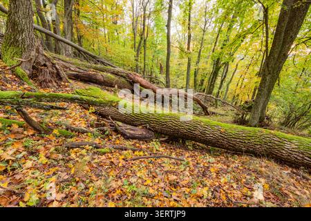 Blick auf gefallene moosige Baumstämme auf einem mit Herbstlaub bedeckten Waldboden in der Bergkette Sitno, Ilija, Region Banska Bystrica, Slowakei. Stockfoto