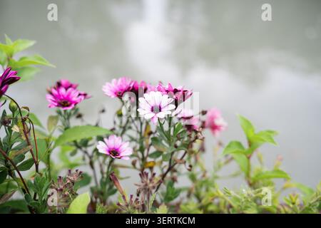 Schöne lila Osteospermum Blüten mit Kopierraum. Nahaufnahme von violetten und weißen Dimorphothekenblüten an einem sonnigen Sommertag. Stockfoto