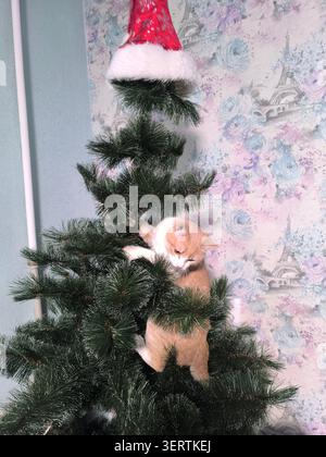 Eine Ingwerkatze, die spielerisch in einem Weihnachtsbaum thront, mit einem roten Weihnachtsmann-Hut auf dem Baum. Stockfoto