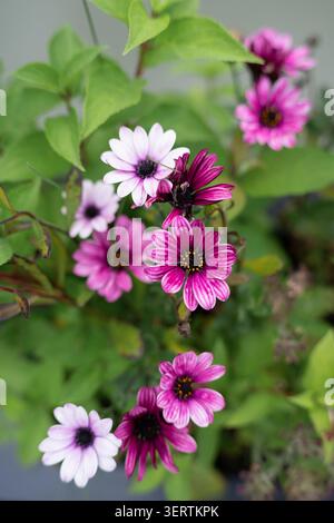 Üppig blühender Dimorphotheca-Busch an einem sonnigen Sommertag, botanisches Konzept. Wunderschöne lila und weiße Osteospermum Blüten in einem Garten. Stockfoto