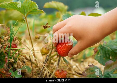 Nahaufnahme der Handpflückung reifer Albion-Erdbeeren im Bio-Garten. Frische rote Beere, die auf einer Pflanze mit grünen Blättern und natürlichem Sommerhintergrund wächst. Stockfoto