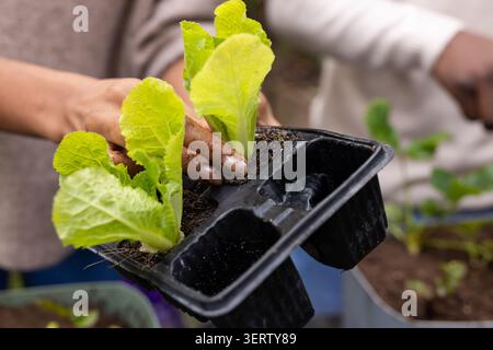 Das schwarze Plastikkeimling-Tablett hält hellgrüne Salatkeimlinge im Garten im Garten zwischen Töpfen Stockfoto