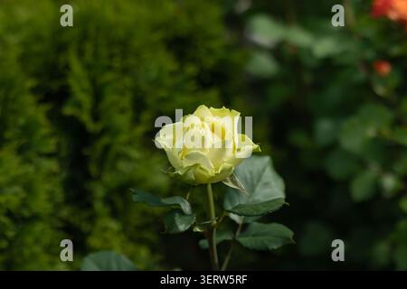 Seltene lindgrüne und cremefarbene Rose öffnet sich am Einstiel gegen tiefgrünes Gartenbokeh. Orange Rose verschwimmt in der oberen Ecke, gezackte Blätter scharf, also Stockfoto