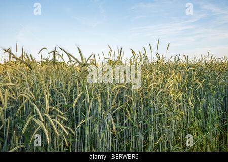 Grünes Weizenfeld mit reifenden Ähren von Getreidepflanzen, die unter klarem blauem Himmel in der ländlichen Sommerlandschaft wachsen Stockfoto