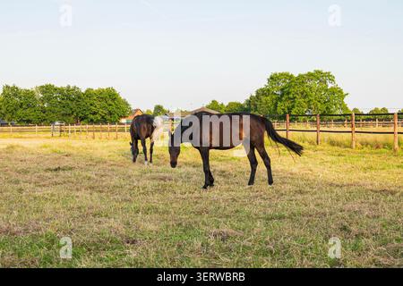 Zwei wunderschöne dunkelbraune Pferde, die auf einer grünen Grasweide hinter einem hölzernen Zaun auf einer Ranch im Sommerabendlicht grasen Stockfoto