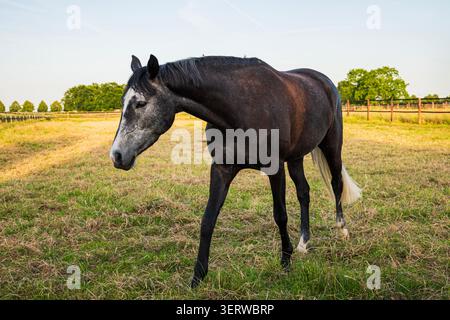 Wunderschönes dunkelbraunes Pferd mit grauem Gesicht, das im Sommer auf einer grünen Grasweide auf einer ländlichen Ranch spaziert Stockfoto