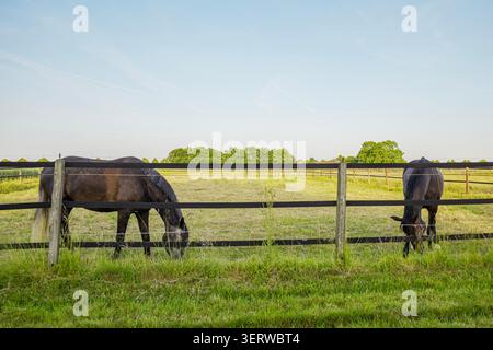 Zwei Haustiere weiden auf frischem, grünem Gras im Fahrerlager hinter einem hölzernen Ranchzaun in der Sommerlandschaft Stockfoto