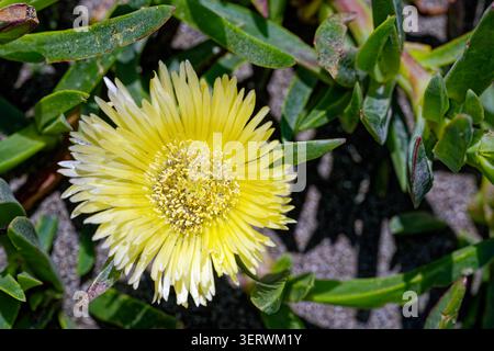 Eine leuchtend gelbe Eispflanze in Blüte an der Pazifikküste, Kalifornien, USA Stockfoto
