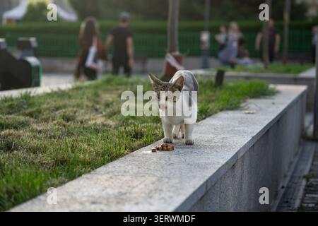 Eine neugierige weiße und tabbysche Katze steht auf einem Betonvorsprung in einem Park und beobachtet eine kleine Leckerei auf dem Boden. Stockfoto