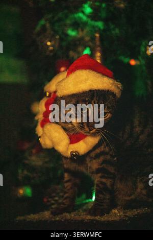 Eine süße Tabbykatze mit Weihnachtsmann-Hut, die vor einem Weihnachtsbaum sitzt. Stockfoto