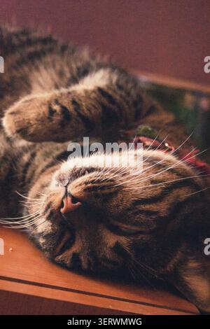 Eine gemütliche Tabbykatze, die auf einer Holzoberfläche schläft und so friedlich aussieht, dass es schwer ist, nicht zu lächeln. Stockfoto