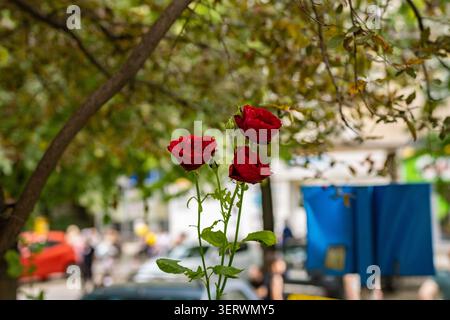 Drei rote Rosen stehen vor einem verschwommenen Stadtbild, eingerahmt von Ästen. Stockfoto