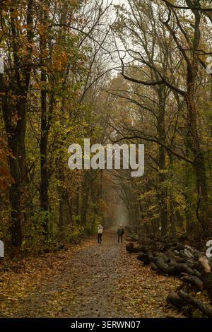 Ein ruhiger Herbstpfad schlängelt sich durch einen nebeligen Wald, gesäumt von Bäumen in Gold- und Grüntönen. Zwei kleine Gestalten schlendern entlang des mit Blättern übersäten Weges, Stockfoto