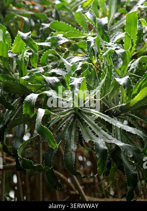 Drehkiefer oder Schraubenpalme, Pandanus pristis, Pandanaceae. Madagaskar, Afrika. Pflanze mit langen, sich überschneidenden dunkelgrünen Blättern mit rückenartigen Wucherungen Stockfoto