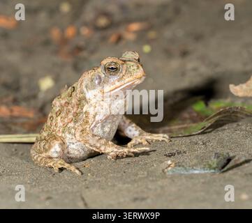 Rohrkröte (Rhinella Marina) im Rainforest Habitat, Manu National Park, Peru Stockfoto