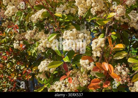 Immergrüner Sträucher Photinia der Familie Photinia x fraseri 'Rote Robin'. Stockfoto