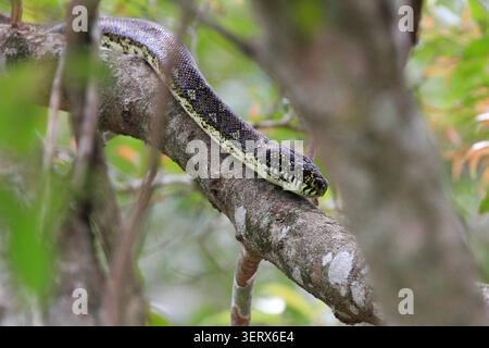 Diamantpython, die an einem Baumzweig entlang gleitet. Stockfoto