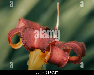Makroaufnahme einer burgunderroten und gelben Taglilienblüte, bedeckt mit frischen Regentropfen vor einem weichen grünen Hintergrund Stockfoto
