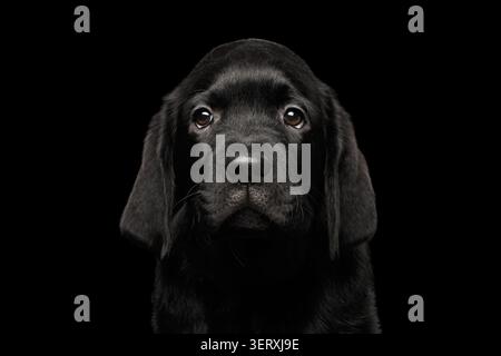Nahaufnahme Porträt des wunderschönen Labrador Retriever Welpen, der traurig in der Kamera isoliert auf schwarzem Hintergrund aussieht, Vorderansicht Stockfoto