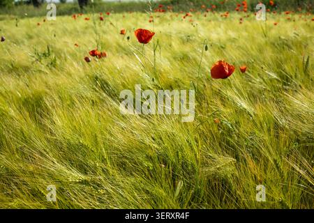 Wunderschöner roter Mohn, verstreut über eine wellige grüne Getreidewiese an einem sonnigen Sommertag, landwirtschaftliche Getreideanbaulandschaft Stockfoto