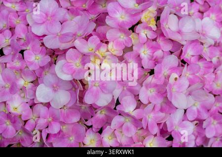Schöner Hintergrund aus rosa Hortensienblüten in voller Blüte, der zarte Blütenblätter und lebendige Pastellfarben zur Schau stellt. Ideal für Blumenmuster. Stockfoto
