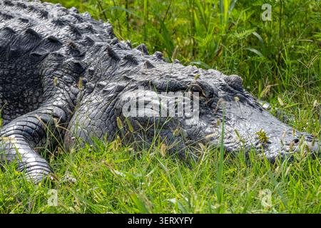 Riesige Alligator (Alligator mississippiensis) entlang des North Apopka Wildlife Drive in Apopka, Florida, in der Nähe von Orlando. (USA) Stockfoto