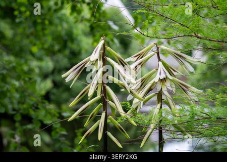 Zwei hoch aufragende Himalaya-Lilien (Cardiocrinum giganteum), bedeckt mit ungeöffneten Blütenknospen, erheben sich über üppigem Gartenlaub. Stockfoto