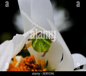 Nahaufnahme der Gurkenspinne auf einem Gänseblümchen-Blumenkopf. Stockfoto