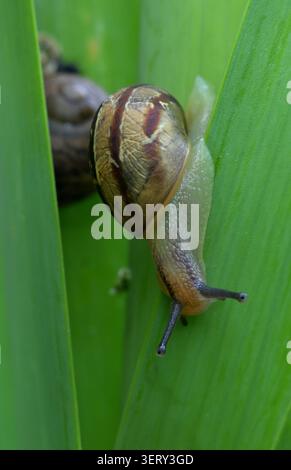 Nahaufnahme einer Gartenschnecke auf einem Lauchstiel. Stockfoto