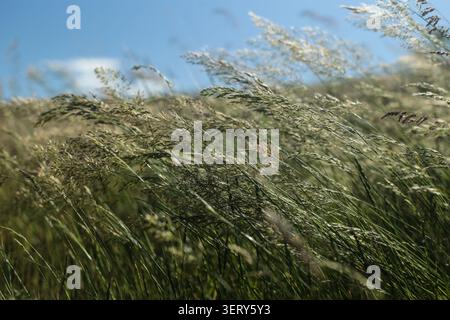 Wildes Gras, das in der Sommerbrise weht Stockfoto