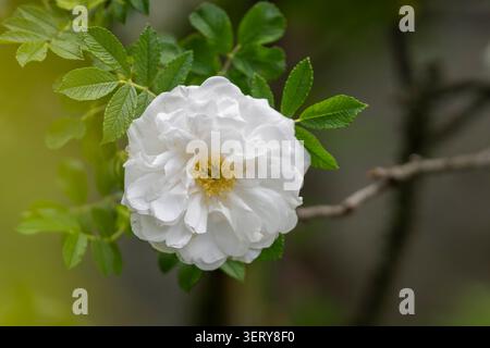 Weiße Rugosa-Rose-Hybride „Sniedze“ in voller Blüte mit zarten mehrschichtigen Blütenblättern und einem goldenen Zentrum vor frischem grünem Laub im Garten. Stockfoto