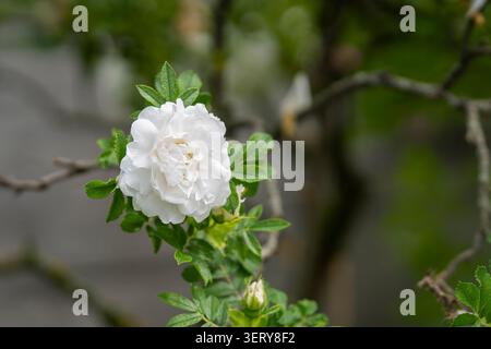 Weiße Rugosa-Rose-Hybride „Sniedze“ in voller Blüte mit zarten mehrschichtigen Blütenblättern und einem goldenen Zentrum vor frischem grünem Laub im Garten. Stockfoto