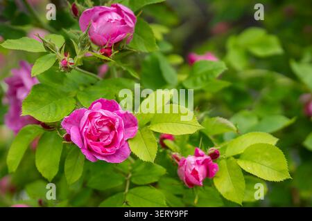 Leuchtend rosa Rugosa-Rose-Hybrid „Guna“ blüht zwischen frischem grünem Laub, mit teilweise geöffneten Knospen und reich geschichteten Blütenblättern. Stockfoto
