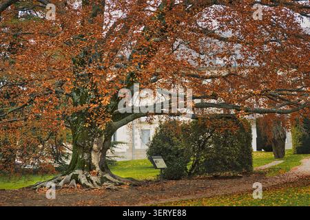 Herbstlaub auf einer Buche in den Gärten von La Granja de San Ildefonso, Segovia, Spanien. Stockfoto