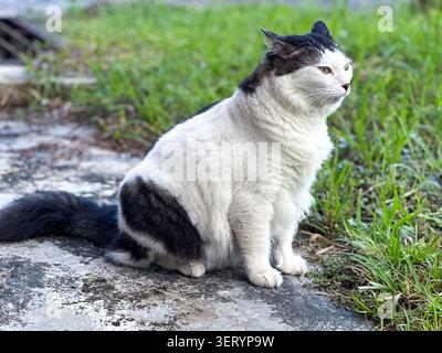 KATZE, DIE AUF EINEM GRAS SITZT Stockfoto