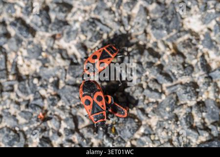 Zwei rote und schwarze Insekten, die sich auf grober grauer Asphaltoberfläche paaren, Nahaufnahme mit geringer Tiefe des Feldes mit strukturierten Steinen und winzigen Steinen Stockfoto