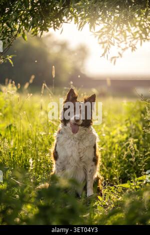 Brown and White Border Collie sitzt in Meadow bei Sonnenuntergang mit warmer Hintergrundbeleuchtung und natürlichem Bokeh Stockfoto