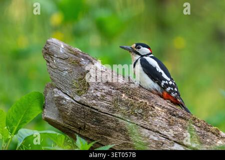 Toller Fleckenspecht (Dendrocopos Major), erwachsener Mann Stockfoto