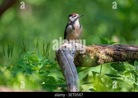 Großer gefleckter Spechte (Dendrocopos Major), juveniler Stockfoto
