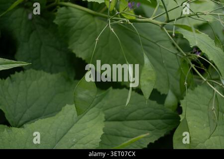 Horizontale Nahaufnahme empfindlicher grüner Samenkapseln und winziger violetter Blüten an einem verzweigten Stamm. Ideal für Waldökologieartikel, minimalistische Natur Stockfoto