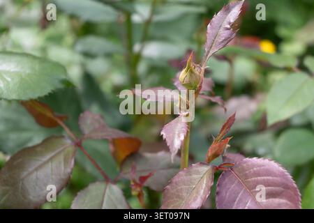 Vertikale Nahaufnahme eines roten Rosa-Shots mit violett-burgunderroten jungen Blättern und einer kleinen grünen Knospe mit Spinnenseide. Ideal für stimmungsvolle Gartenstrukturen, botan Stockfoto