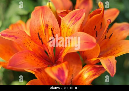 Leuchtende orangefarbene Lilienblüten in voller Blüte schaffen einen warmen floralen Hintergrund in einem Sommergarten. Perfekt für saisonale Grüße, Blumendesign und Stockfoto