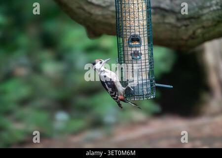 Großspecht Dendrocopos Major juvenile bei Suet Cage Feeder, Norfolk, UK Stockfoto
